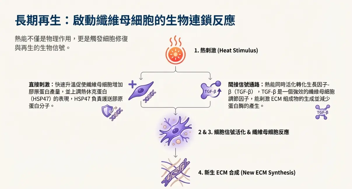 不只拉提，更是延緩老化：鳳凰電波藏在皮膚底層的 4 個科學真相